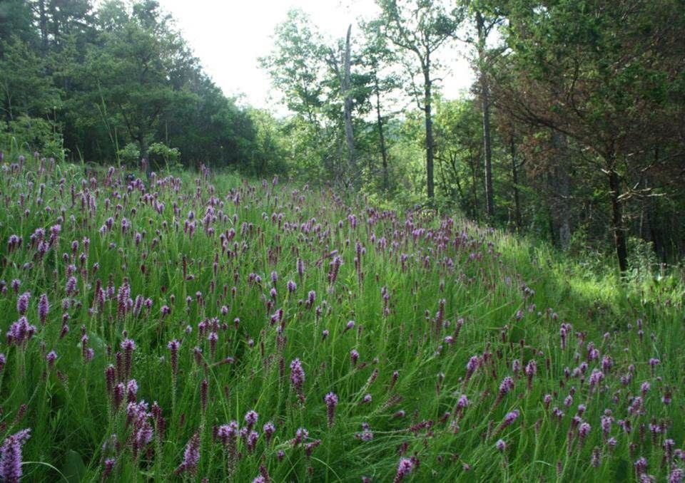 A ground level view of a glade